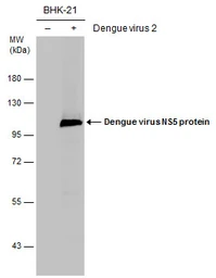 Anti-Dengue virus NS5 protein antibody used in Western Blot (WB). GTX124253